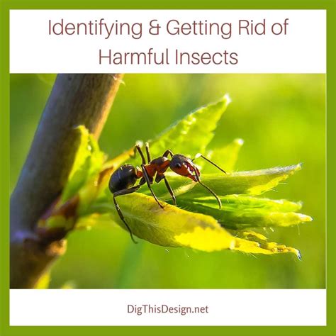 How To Identify And Get Rid Of Insects From Your Home Dig This Design