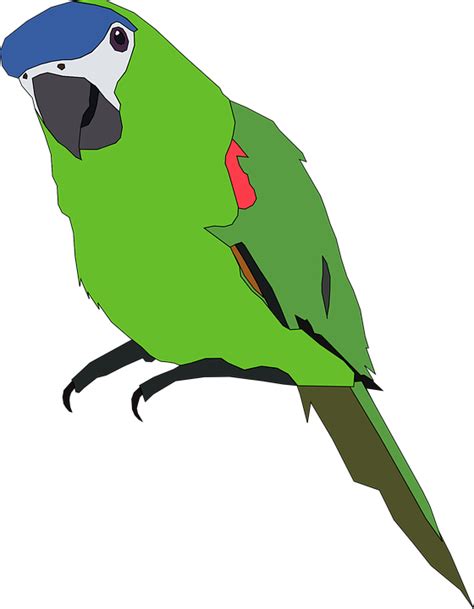 Parrot Bird Animal Free Vector Graphic On Pixabay