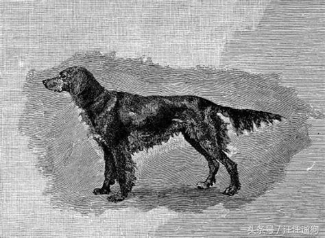 鬆獅 (4) 敖犬 (0) 秋田 (0) 杜賓犬 (2) 哈士奇 (3) 大麥町 (2) 威瑪犬 (0) 大白熊 (0) 挪威納 (0) 大丹犬 (0) 拳師犬 (0) 高山犬 (0) 聖伯納 (0) 拉布拉多 (2) 黃金獵犬 (6) 邊境(界)牧羊犬 (7) 伯恩山犬 (0) 德國狼犬 (3) 薩摩耶犬 (1) 紐芬蘭犬 (0) 馬士提夫 (0) 愛爾蘭雪達 (0. 【每日一狗】紅酒一樣濃烈 — 愛爾蘭雪達犬 - 每日頭條