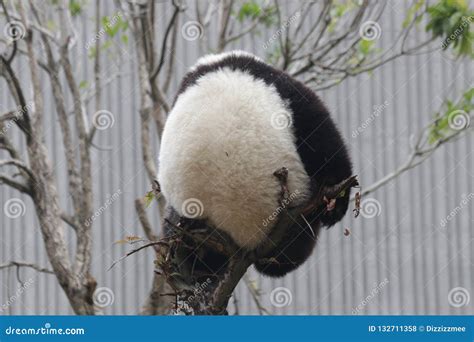 Little Baby Panda Cubin Wolong Panda Breeding Center China Stock Photo