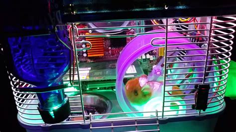 Hamster Powered Gaming Pc Youtube