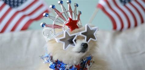 This Fourth Of July Celebrate Pet Safety Heart Arrow Veterinary