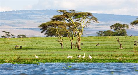 Kenya à La Découverte Des Lacs Naivasha Et Nakuru