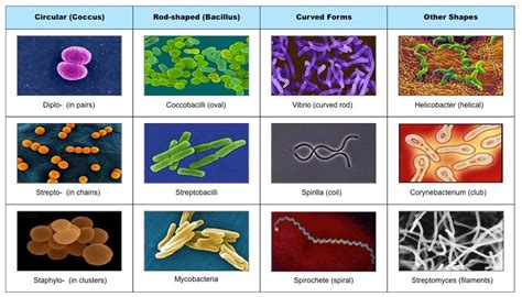 Pin On Bacteria Shapes