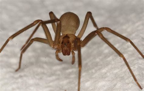 Blog Should I Be Scared Of Brown Recluse Spiders In Boston