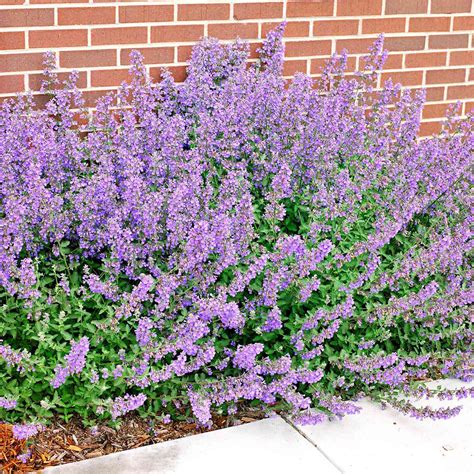 Catmint Better Homes And Gardens