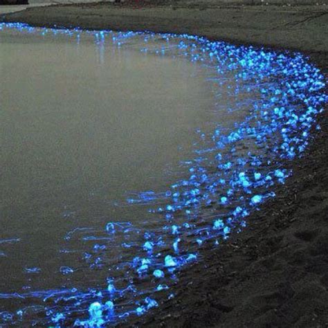 Glowing Jellyfish On The Coast Of Japan Blue Pinterest The O