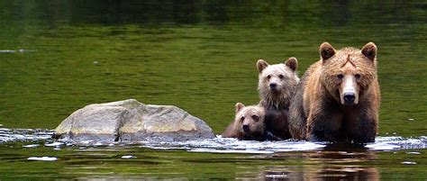 Grizzly Bear Trophy Hunting Ban
