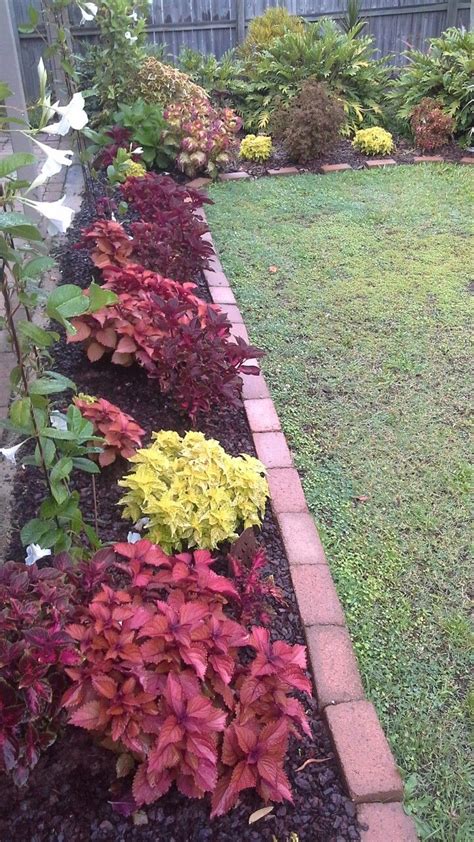 Variety Of My Coleuss Growing Front Yard Soften House Front Full Sun