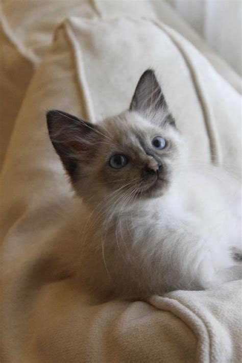 Adora The Siamese Snowshoe Persian Mix Kittens Web Page