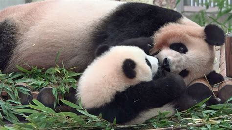 Panda Mama Nursing Her Baby パンダ アドベンチャーワールド Youtube