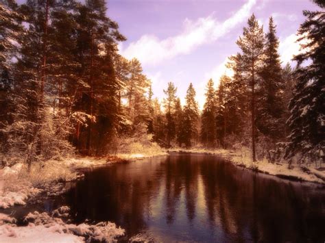 Wild Taiga Forest Near Kolarbyn Ecolodge In Skinnskatteberg Sweden