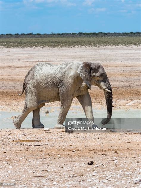 African Bush Elephant Bull Splattered With Mud At Waterhole Dry