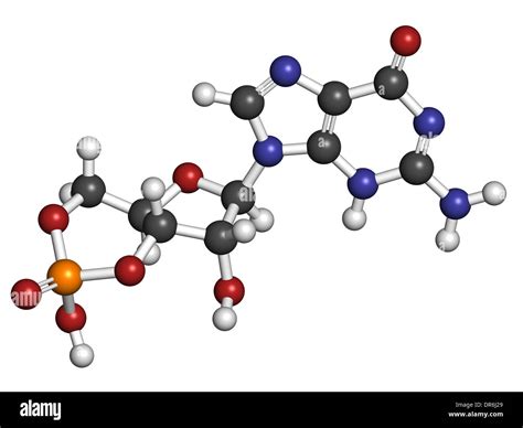 Cyclic Guanosine Monophosphate Cgmp Molecule Important Second