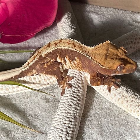 Oahu Lilly White Crested Gecko by Holy Grail Geckos - MorphMarket