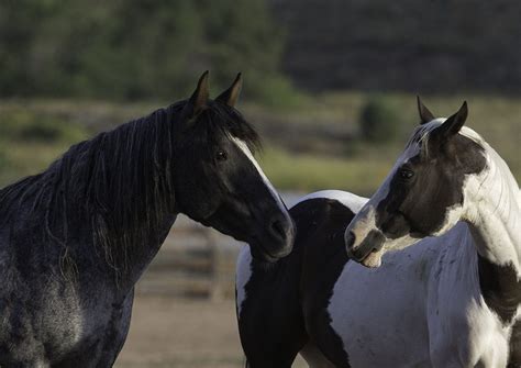 Pin By Linda Kern On Wild Horses Buy Fine Art Fine Art