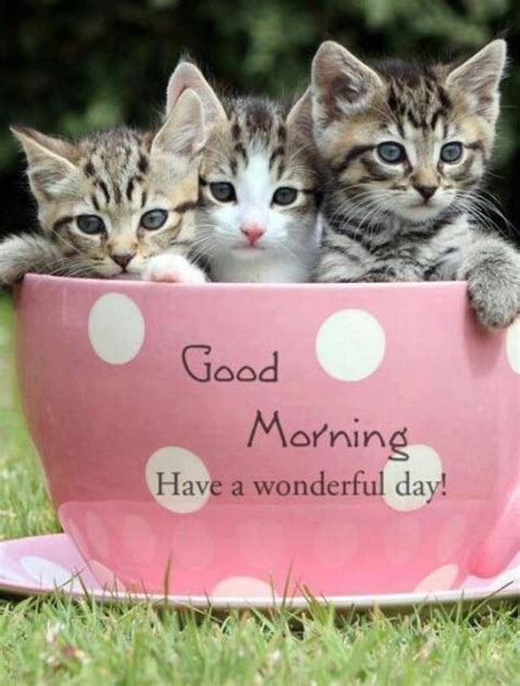 Cute Good Morning Cats Pictures Photos And Images For Facebook