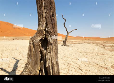 Deadvlei Namibia Dead Trees And Sand Dunes Desert Landscape At