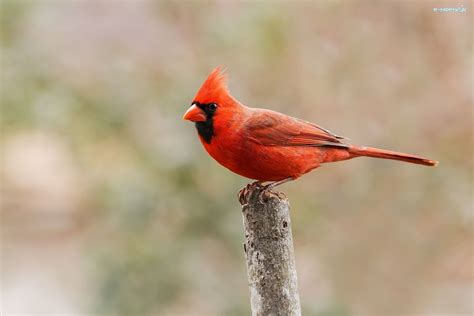 czerwony ptak kardynał szkarłatny gałązka