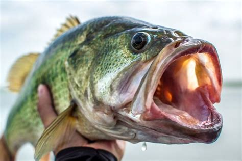 Best Time Of Day To Fish For Bass Complete Guide From The Experts
