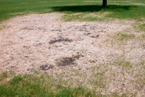 We are honored that our customers have allowed us to serve them for so many years. Lawn Care Rockwall | Fire Ant Control | Weed Control ...