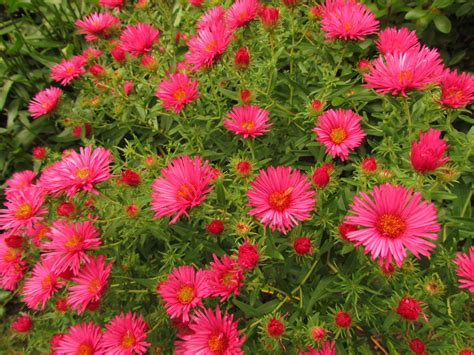 This business listing is provided by New England Aster 'Alma Potschke' 3' Late Summer to Late ...
