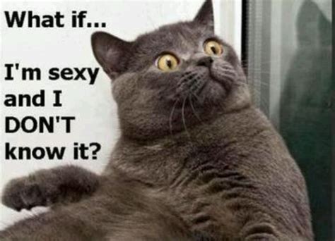 Maybe you would like to learn more about one of these? Funny cat saying | Funny Things | Pinterest | Cats, Funny ...