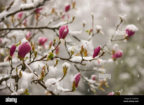 Pink Magnolia Flowers Covered In Early Spring Snow Stock Photo Alamy