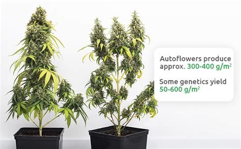 How To Get Bigger Yields From Autoflowers 10 Tips And Tricks Herbies