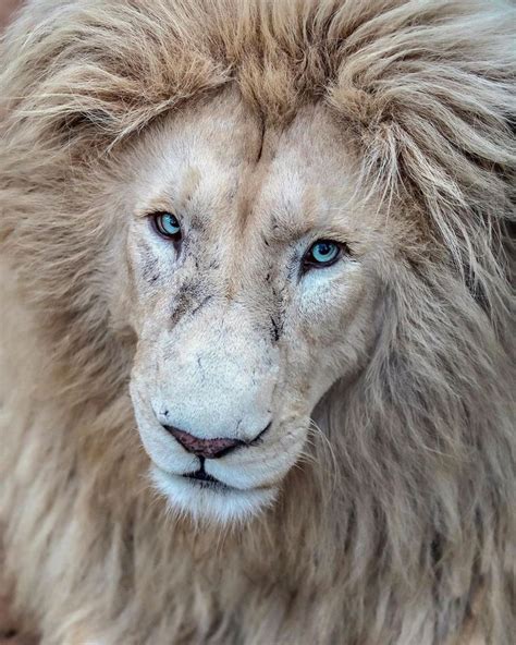 Wildlife Photographer Immortalizes the MAJESTIC BEAUTY of a White Lion 
