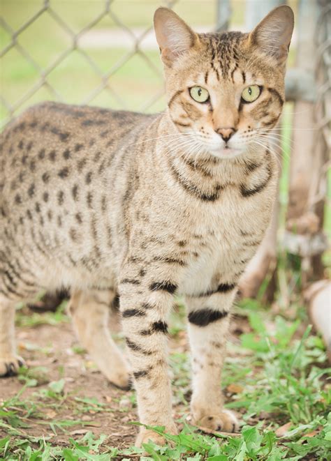 About Savannah Cats — A1 Savannahs