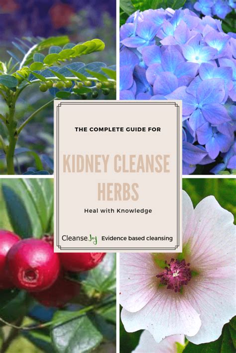 Kidney Cleansing Herbs Benefits Best Uses And Risks