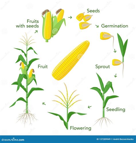 Maize Plant Growth Infographic Elements From Seeds To Fruits Mature