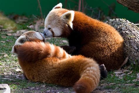 Red Pandas Kissing Bored Panda