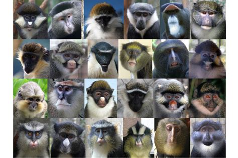 Europa Hoy Los Monos Evolucionaron Distintas Caras Para Prevenir El