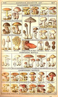 mushroom identification guide  golfschule mittersillcom