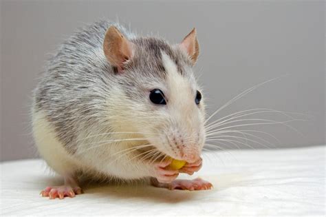 Rat Eating Food Image Free Stock Photo Public Domain Photo Cc0 Images
