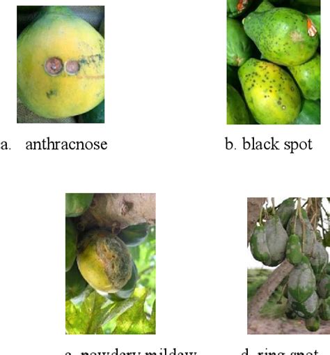 A Novel Scheme For Papaya Fruit Disease Prediction And Classification