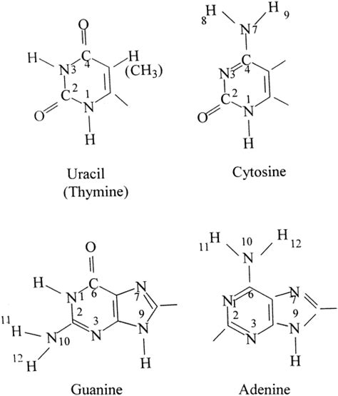 Adenine And Guanine Structure