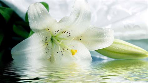 Easter Lily Wallpapers 4k Hd Easter Lily Backgrounds On Wallpaperbat