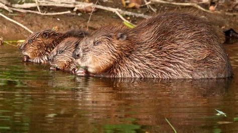 Englands First Wild Beavers For 400 Years Get Permission To Stay