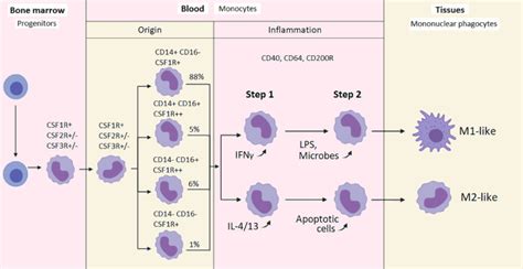 Monocyte Activation In Systemic Covid 19 Infection Assay And Rationale