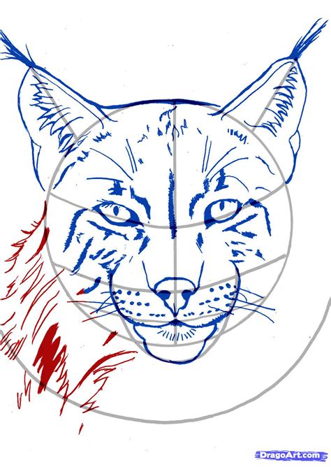 Lynx Tattoo Images And Designs