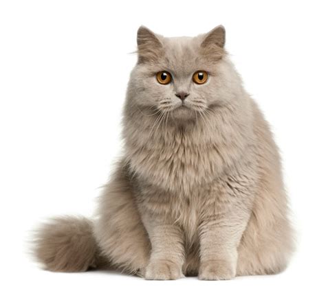 Premium Photo British Longhair Cat 8 Months Old Cat Portrait Isolated