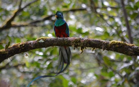 Finding Resplendent Quetzal Tour To Las Tablas Independent Travels