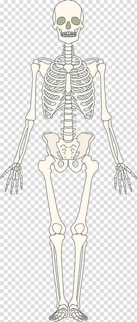 Download High Quality Skeleton Clipart Skeletal System Transparent Png