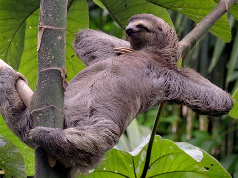 Meet The Sloth Villa Perezoso Manuel Antonio Costa Ricacosta Rica