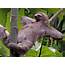 Sloth Facts History Useful Information And Amazing Pictures