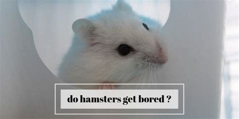 Do Hamsters Get Bored How To Keep Your Hamster Entertained Hamster