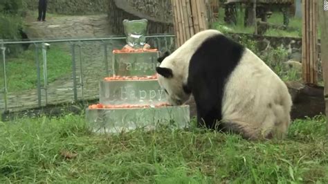 How Hero Father Panda Pan Pan Helped To Save His Species Cnn